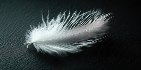 Obraz premium A delicate white feather resting on a dark surface, showcasing its soft texture and elegance.