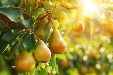 A fruit pear tree in a sunny orchard bears ripe pears on its branches, providing a summer nature...