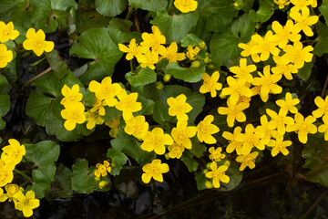 Bunch of blooming Marsh-marigold flowers on a spring day in Estonia, Northern Europe