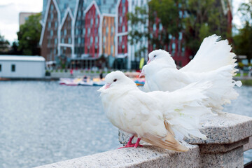 White doves perched by a canal with colorful buildings in the background on a sunny day