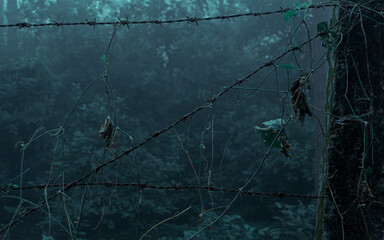 Entwined in the Misty Barrier