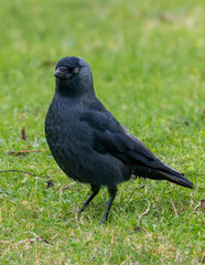 Corvid Jackdaw. Mid sized crow close up
