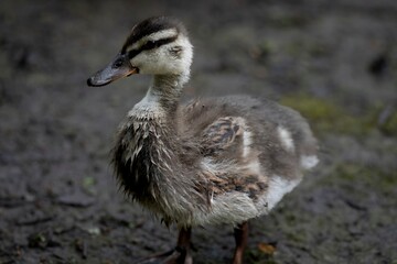 A Mallard, or Wild Duck duckling (Anas platyrhynchos).