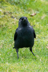Corvid Jackdaw. Mid sized crow close up