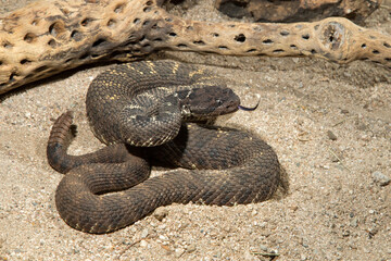 Arizona Black Rattlesnake, Crotalus cerberus, venomous pit viper, Arizona, 