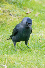 Corvid Jackdaw. Mid sized crow close up