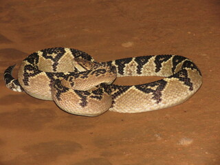 South American bushmaster (Lachesis muta) on the road in the north of Mato Grosso, Brazilian Amazon. Surucucu no meio da estrada