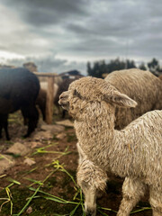 Curious Llama with Friends in the Peruvian Highlands