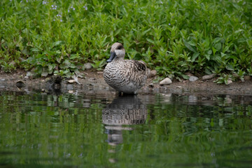 The Marbled Duck or Marbled Teal (Marmaronetta angustirostris).