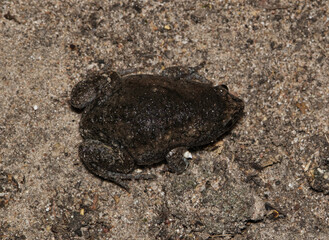 Eastern Narrow-mouthed Toad Gastrophryne carolinensis amphibian nature wildlife.	