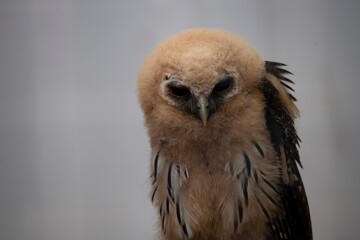 The Mottled Owl (Strix virgata).