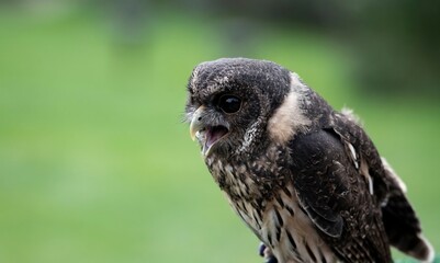 The Mottled Owl (Strix virgata).