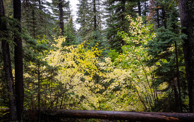 Fall Montana Forest with yellow leaves and pine trees