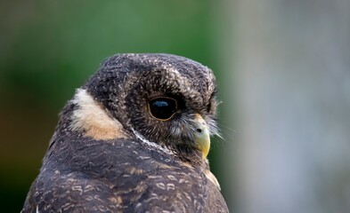 The Mottled Owl (Strix virgata).