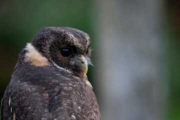 The Mottled Owl (Strix virgata).