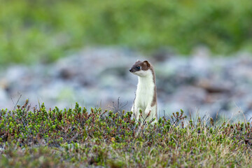 A small predator, Stoat standing still on a fell in Urho Kekkonen National Park, Northern Finland