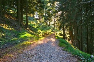 A serene forest trail on Mount Rigi, Switzerland, bathed in golden sunlight filtering through the trees. The peaceful path invites exploration and a deep connection with nature.