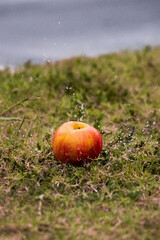 apple on the grass