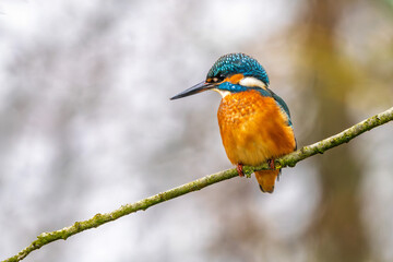 Eisvogel im Herbst auf einem Ast / Vogel / Kingfisher