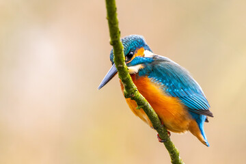Eisvogel im Herbst auf einem Ast / Vogel / Kingfisher