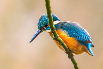 Eisvogel im Herbst auf einem Ast / Vogel / Kingfisher