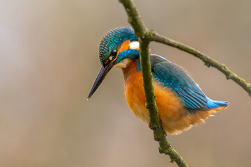 Eisvogel im Herbst auf einem Ast / Vogel / Kingfisher