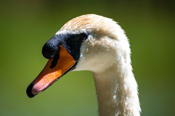 A Mute Swan (Cygnus olor).