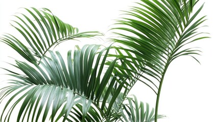 green curved palm leaves isolated on white background, texture overlay for vacation, relaxation, travel and wellness