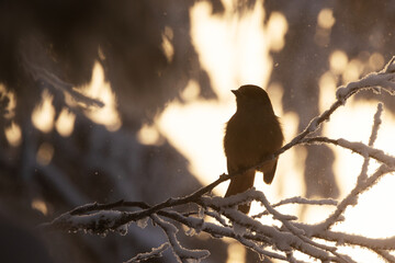 A silhouette of a Siberian jay perched during a golden hour on a winter morning near Kuusamo, Northern Finland