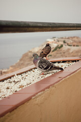 this serene photograph features a pair of birds perched on a bad of white pebbles, set against a coastal backdrop. 