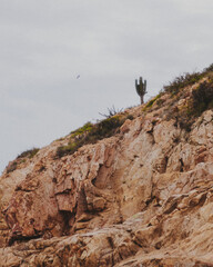 Cactus on a Cliff