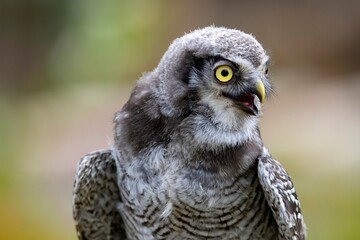 The Northern Hawk Owl (Surnia ulula).
