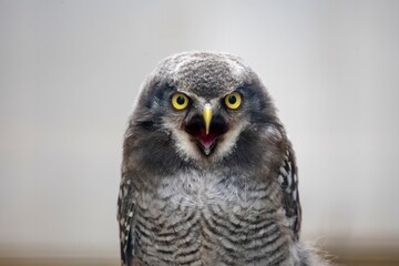 The Northern Hawk Owl (Surnia ulula).