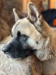 Akita dog profile resting head on armrest  of recliner looking out the window.