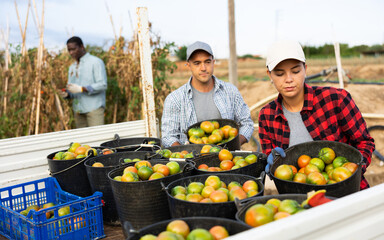Young female farm worker loading buckets of freshly harvested tomatoes into truck on plantation on summer day