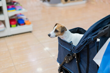 Jack Russell Terrier dog in a stroller in a pet store. 