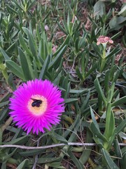 Abejorro carpintero posado en una Carpobrotus edulis © Vanesa