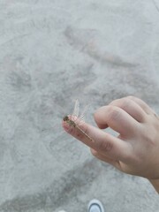 Líbelula en proceso de metamorfosis