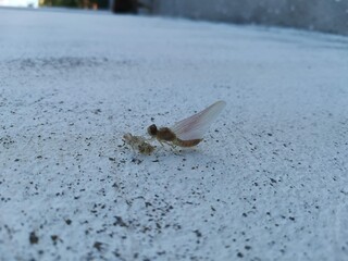 Líbelula en fase de metmorfosis