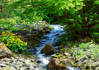 Obraz premium Royal Botanic garden river