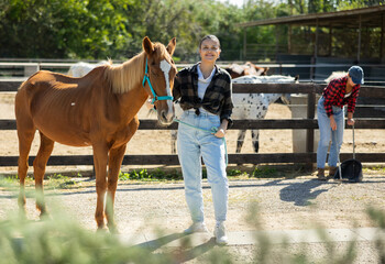 Young woman walking chestnut horse on leash in paddock