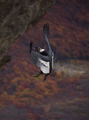 Cóndor Andino en Otoño de Tierra del Fuego, Ushuaia.
