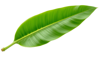 Obraz premium A fresh green banana leaf in pristine condition isolated on white background. Suitable for marketing or business purposes. PNG file
