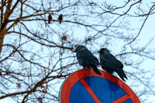 Two funny jackdaws are sitting on the road sign - no stop. Against the blue sky, the bare upper branches of the trees form a natural pattern. In the shade, a sunny autumn day