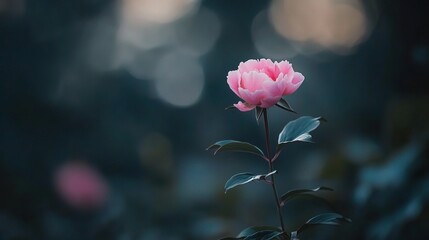 Obraz premium Delicate Pink Peony Flower in Soft Focus with Natural Background
