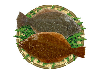 ヒラメとカレイ（ザル、檜の葉付き）