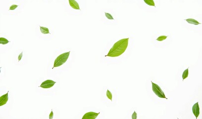 Green Leaves Scattered: A minimalist and visually appealing image of scattered green leaves, perfect for adding a touch of nature to your designs.  