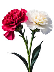 Gratitude, passion, beauty, and motherly love are the flower languages ​​of carnations.