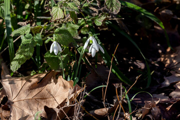 A beautiful, rare snowdrop (Galanthus nivalis) grows in the mountains