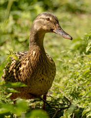 Female mallard duck. Large portrait.